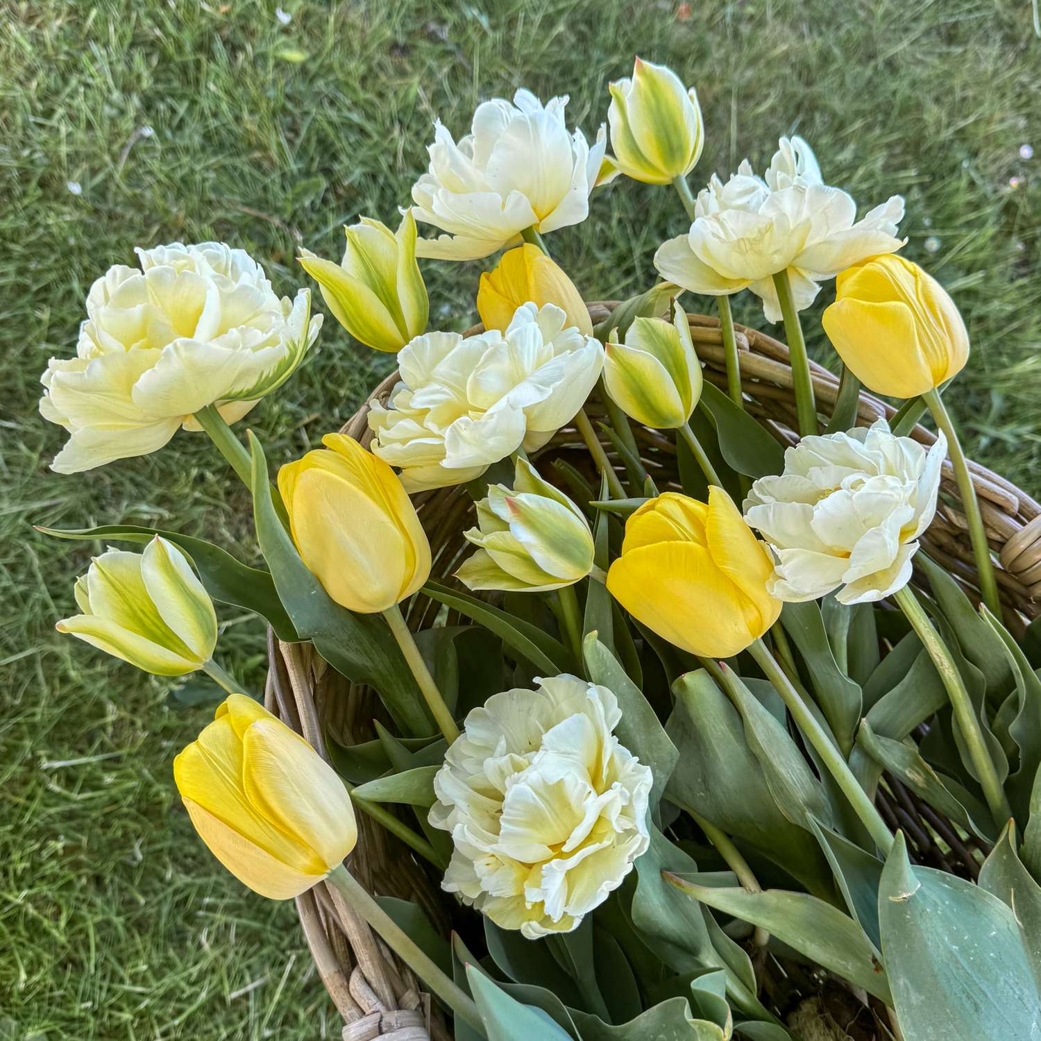 Tulpen-Mischung 'Buttercream'